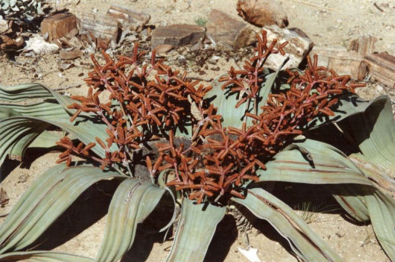 Wilwitscha - Pflanze - kann bis zu  1000 Jahre alt werden